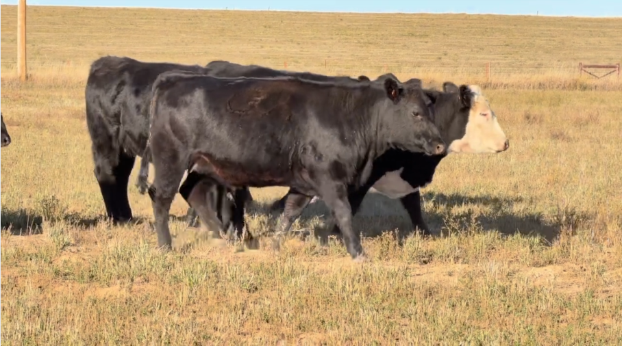 Ai’d to calve Feb 20th. 950 – 1000lbs, Gentle cake broke, RANCH READY!- BH1024C5